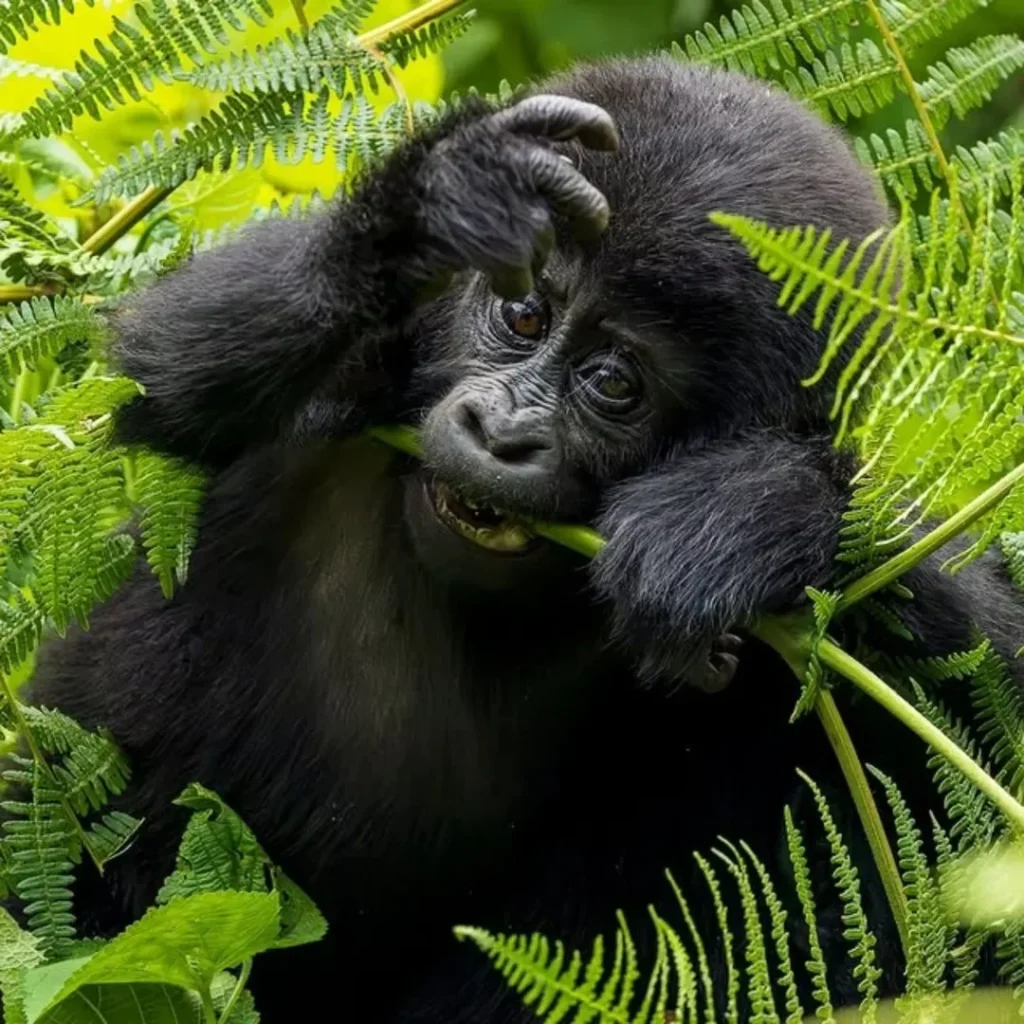 Best Time for Gorilla Trekking in Uganda and Rwanda