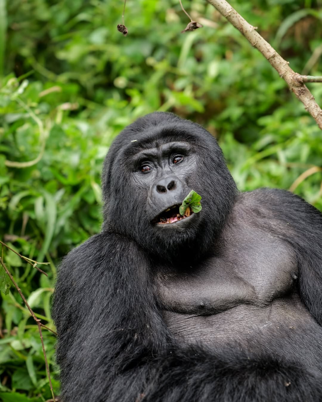 Best Time for Gorilla Trekking in Uganda and Rwanda
