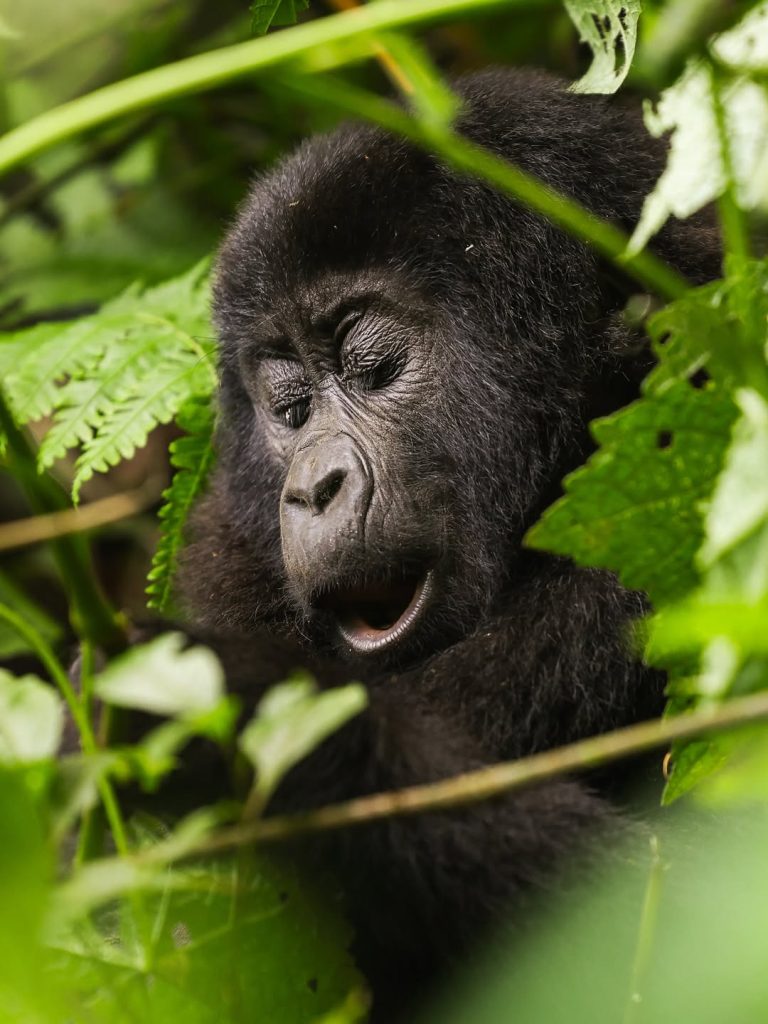 Best Time for Gorilla Trekking in Uganda and Rwanda