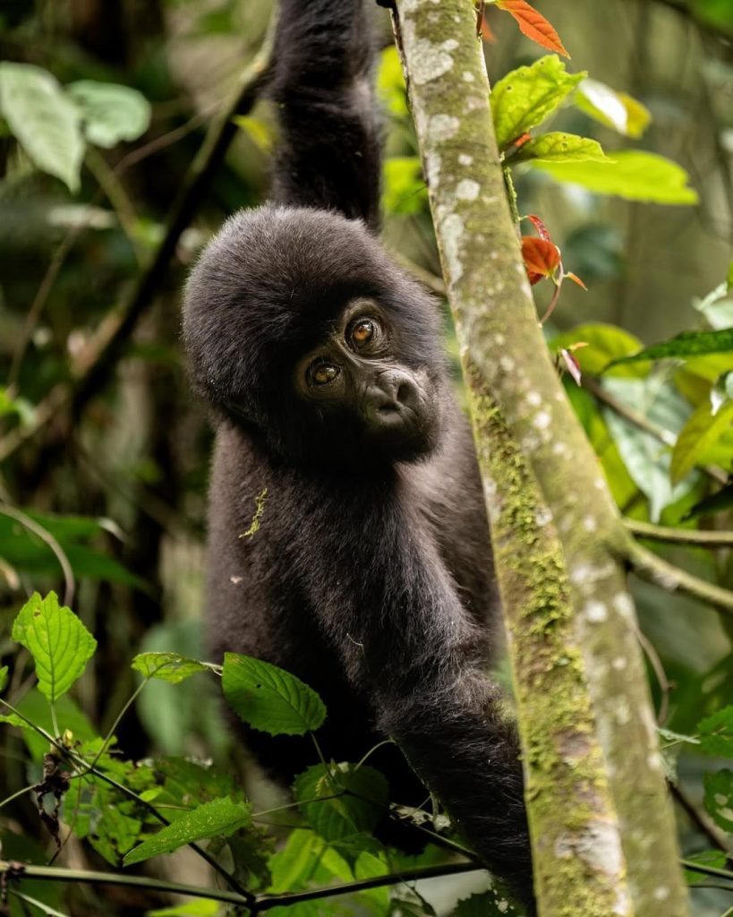 Bwindi Gorilla Trekking Guide