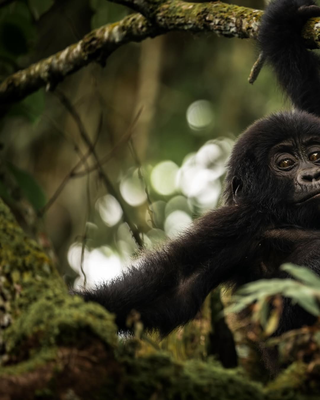 Bwindi Gorilla Trekking Guide