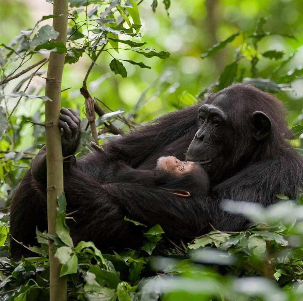 Chimpanzee Trekking Kibale Guide