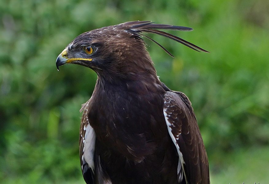 Complete Safari Guide to Queen Elizabeth National Park