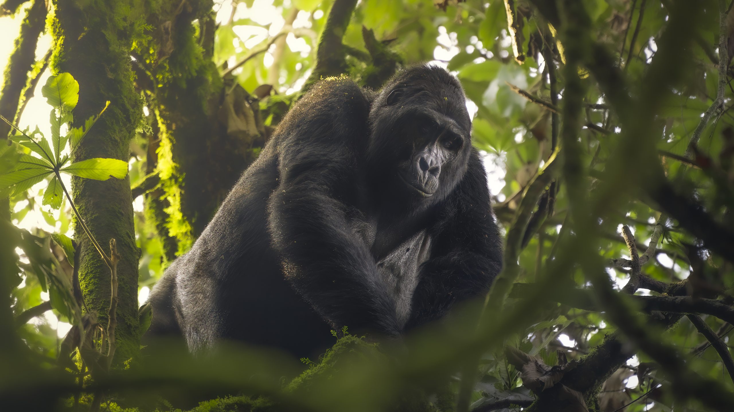 Gorilla Cost Uganda Rwanda
