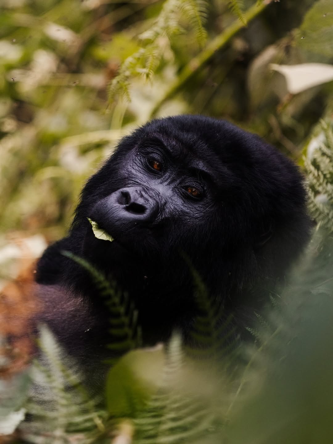 Gorilla Trekking Guide for Volcanoes