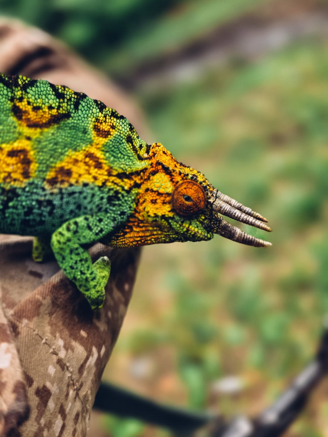 Hiking Guide to the Rwenzori Mountains