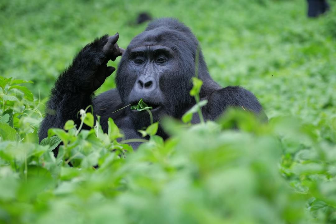 How to Plan a Safari in Uganda and Rwanda