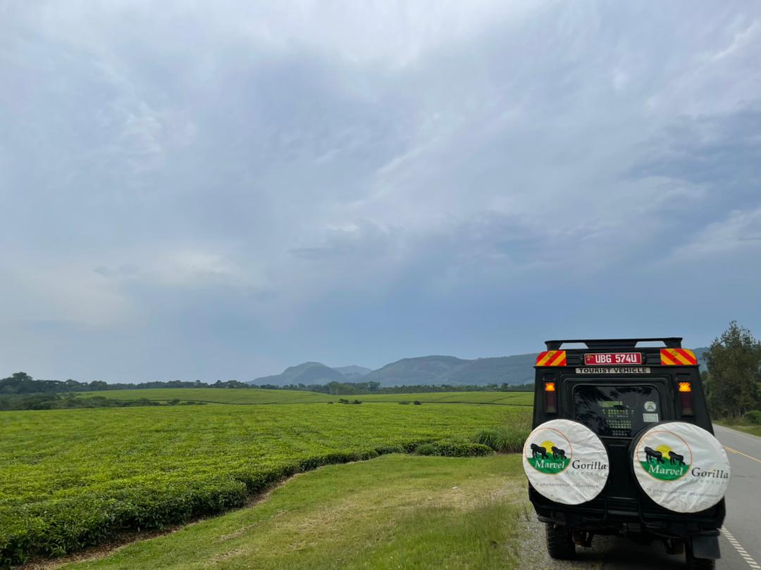 How to Plan a Safari in Uganda and Rwanda