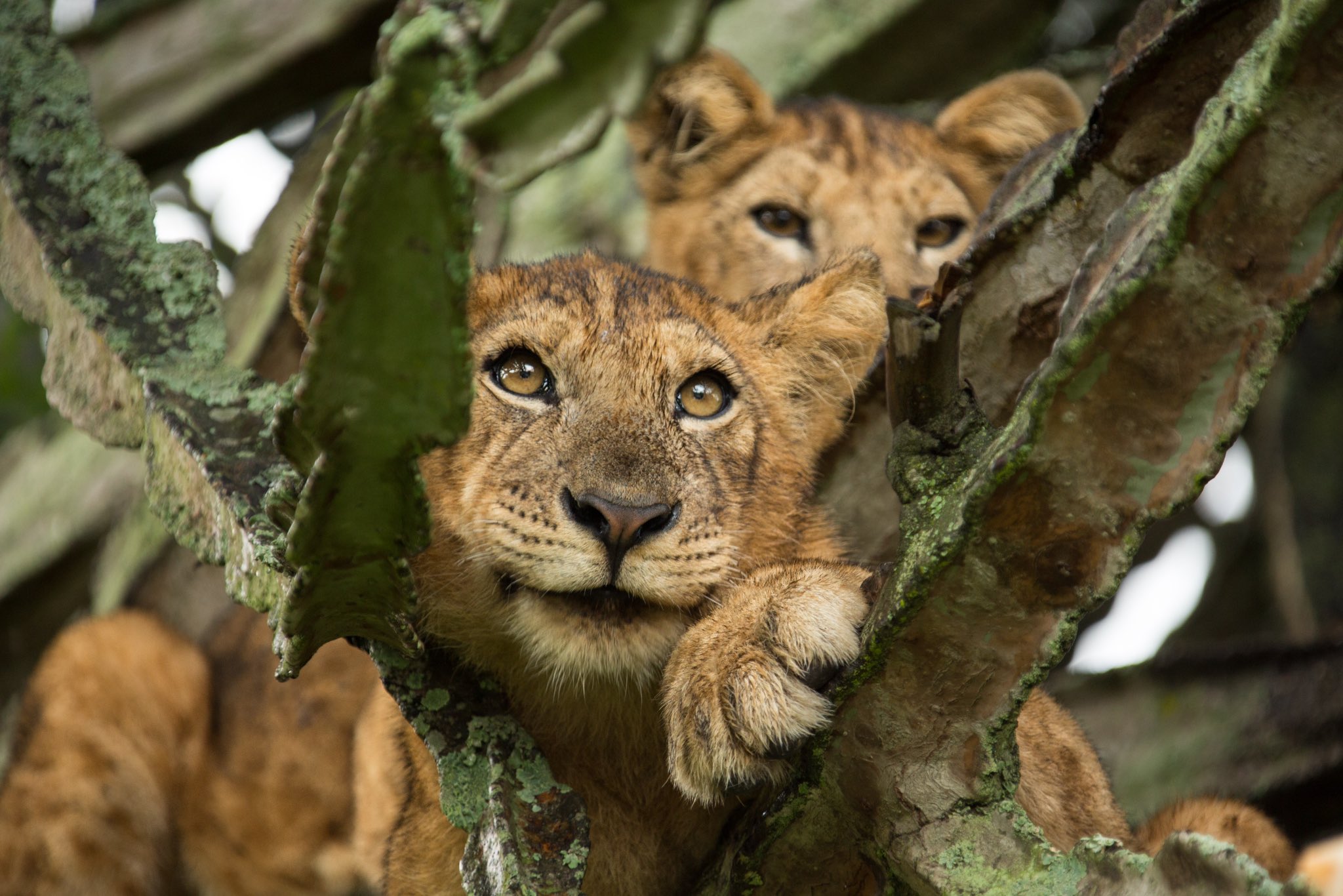 Complete Safari Guide to Queen Elizabeth National Park