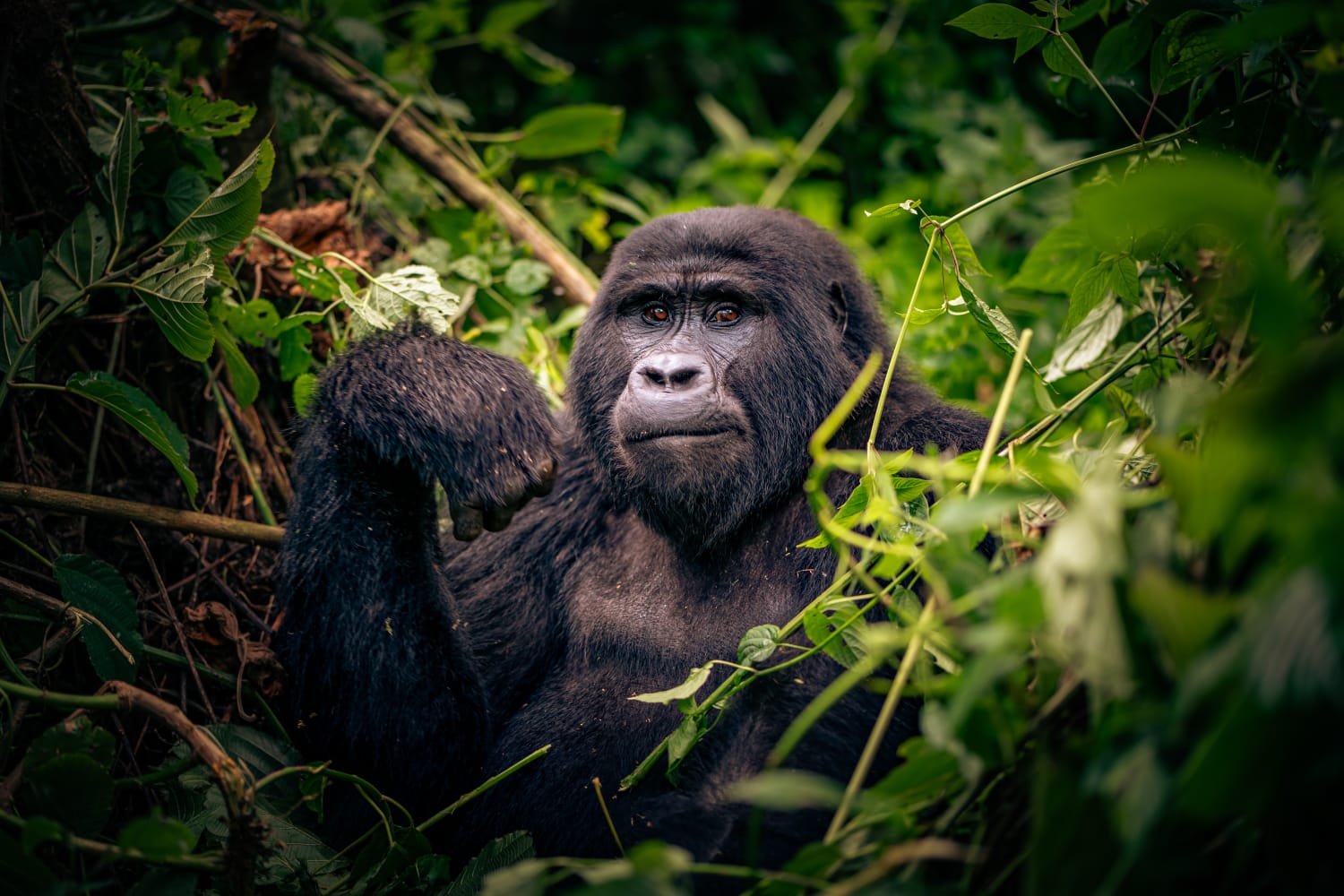 Top 25 Tourist Attractions in Uganda and Rwanda