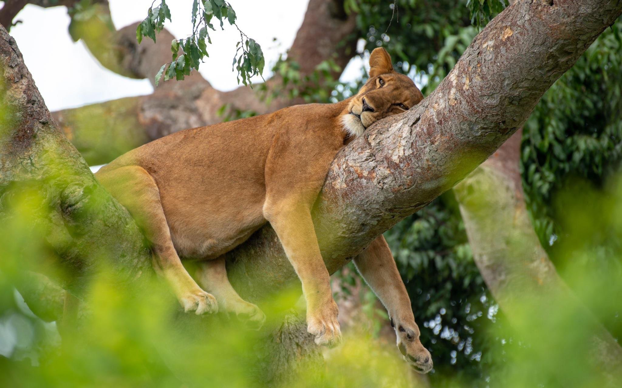Top 25 Tourist Attractions in Uganda and Rwanda
