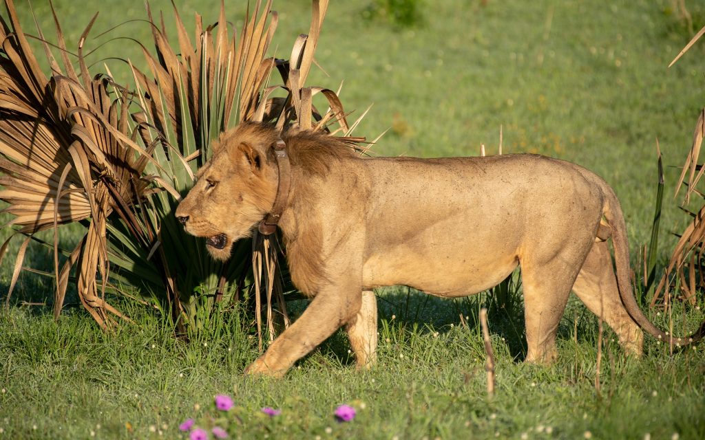 Top Things to Do in Murchison Falls National Park