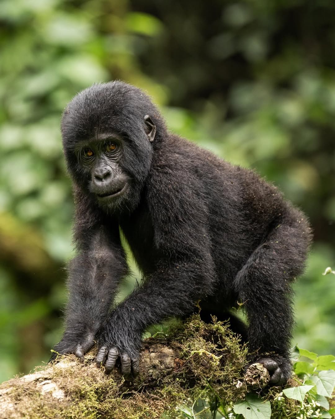 Uganda vs Rwanda Gorilla Trekking