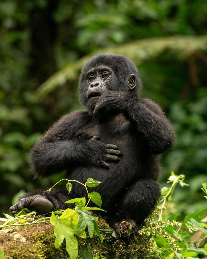 Uganda vs Rwanda Gorilla Trekking