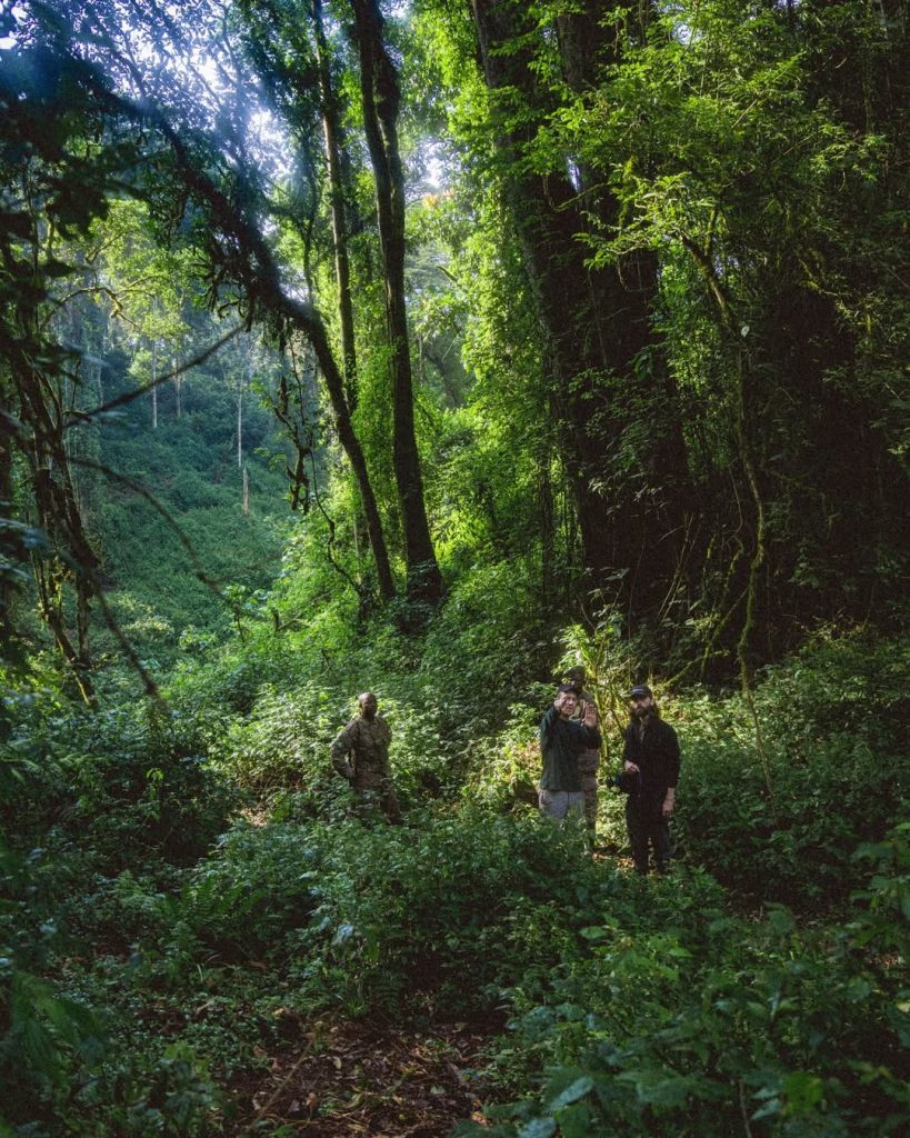Uganda vs Rwanda Gorilla Trekking