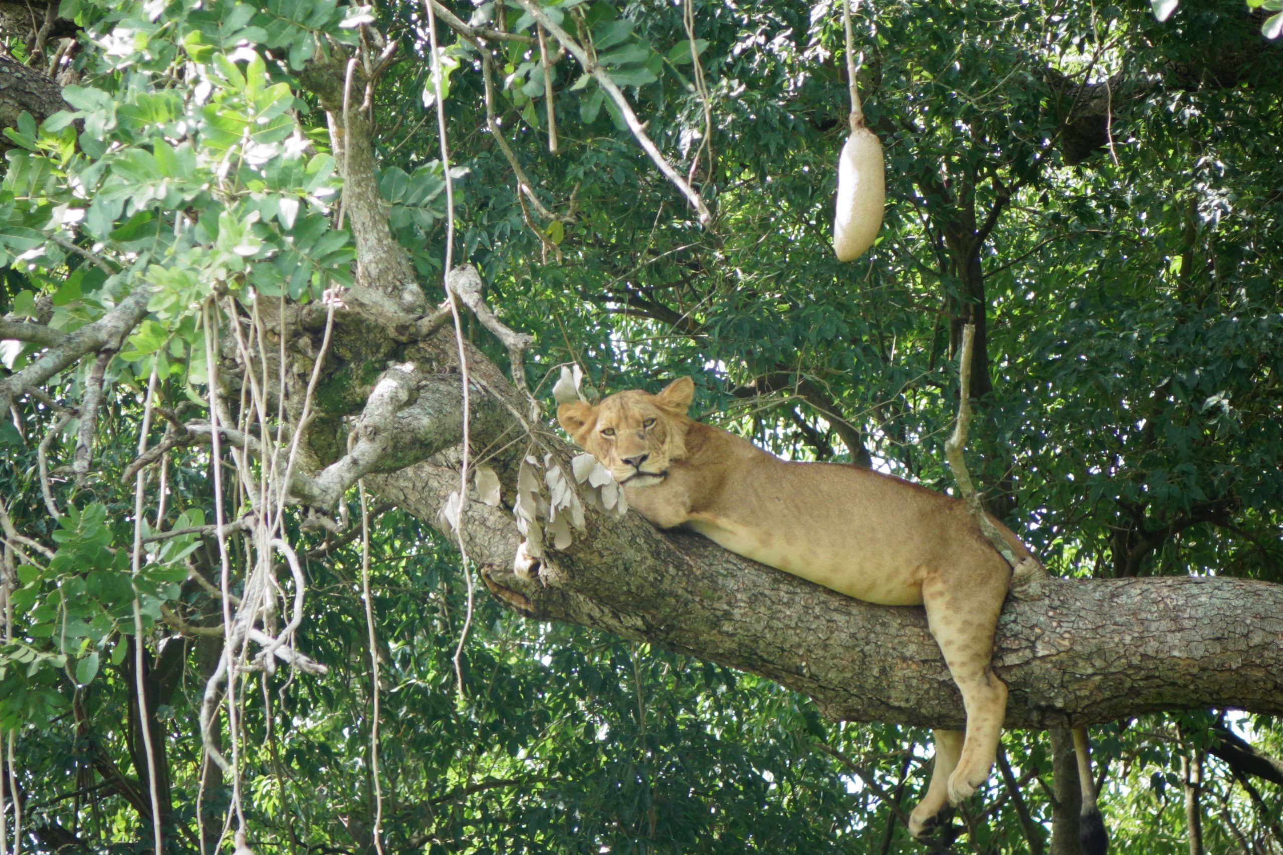 Wildlife to See in Uganda