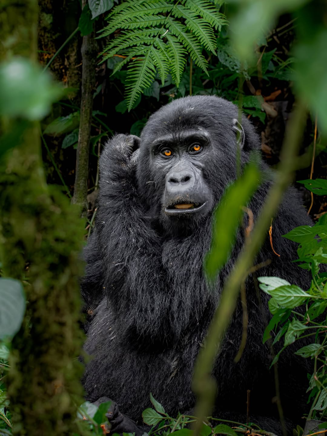 Wildlife to See in Uganda