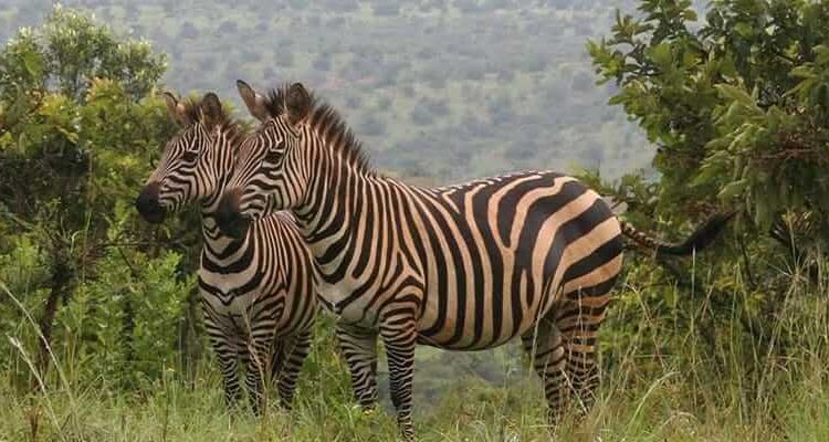 Akagera National Park