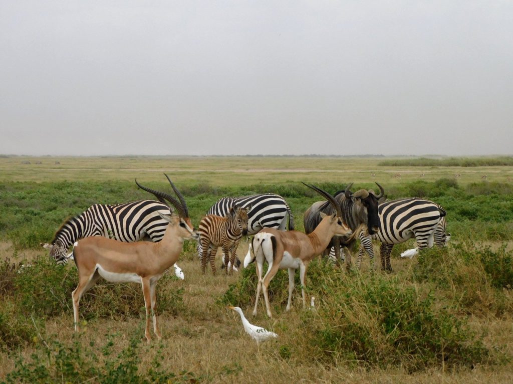 Amboseli National Park: