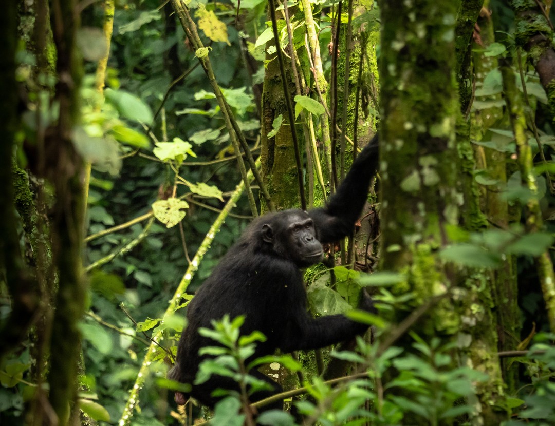 Gishwati-Mukura National Park